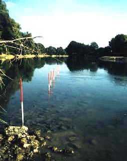 Ile Croulard - alignement de pieux. Cl . O. BAUCHET.